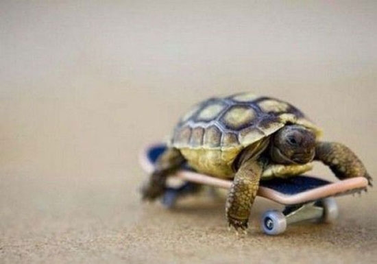 Adrenalin Schildkröte