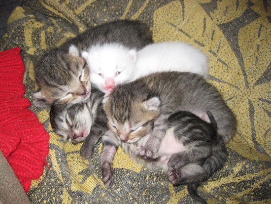 Albino Katze
