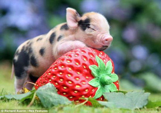 Alles meins