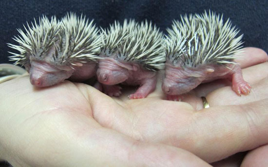 Baby Igel