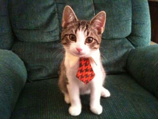 Businesscat