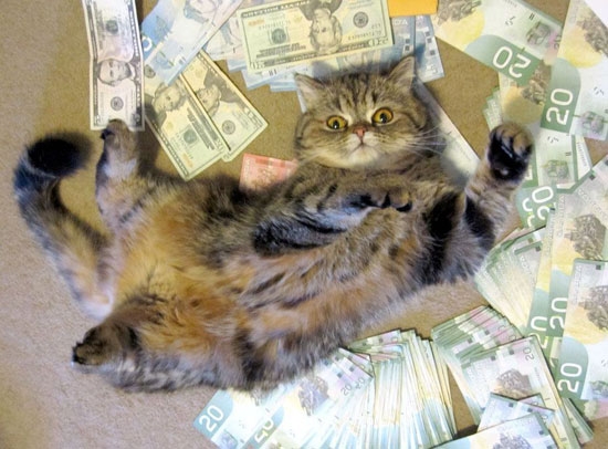 CashCat