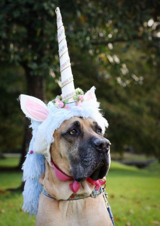 Das Einhorn