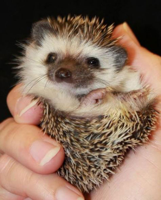 Der Igel Max wünscht dir nen schönen Tag