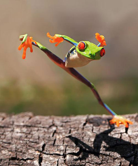 Crazy Frog
