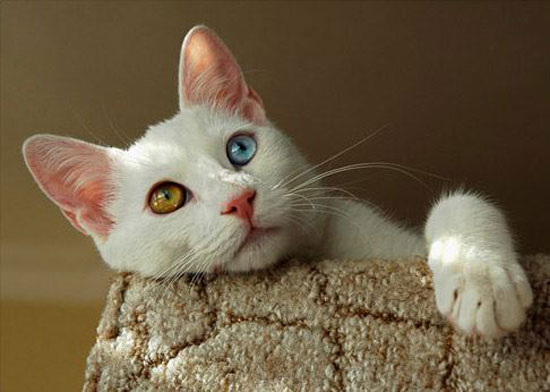 Unterschiedliche Katzenaugen