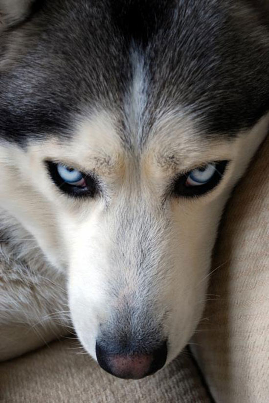 Dont look into my eyes