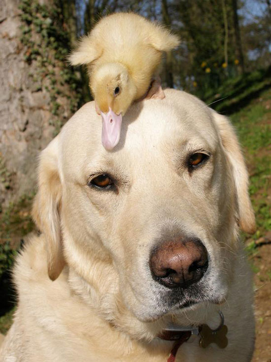 DuckFace DogFace