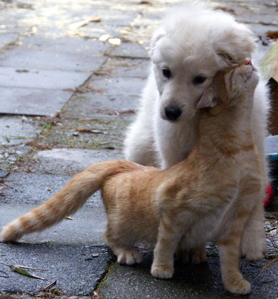Tierliebe wie sie schöner nicht sein könnte...