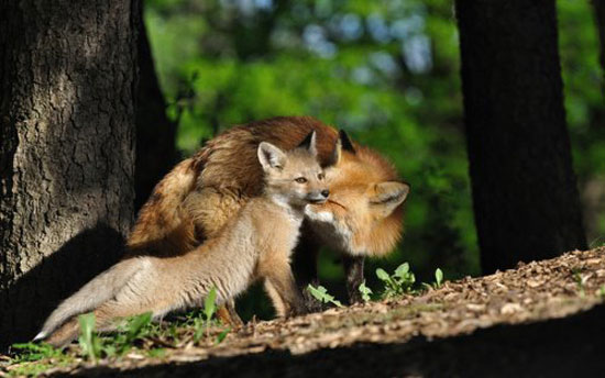FuchsLove