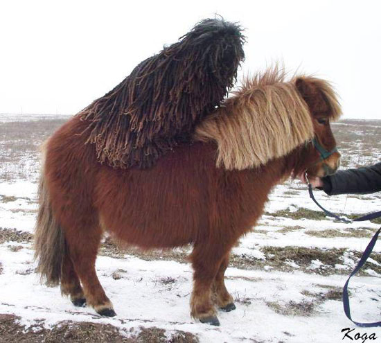 Geiler Hund