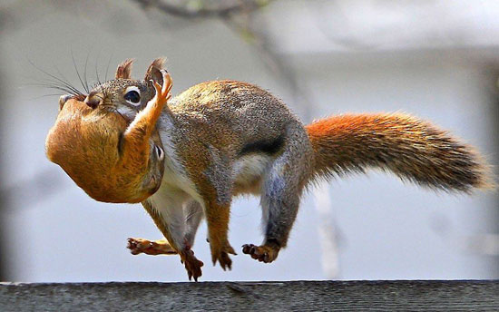 Genial das Bild