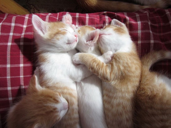 Gruppenkuscheln