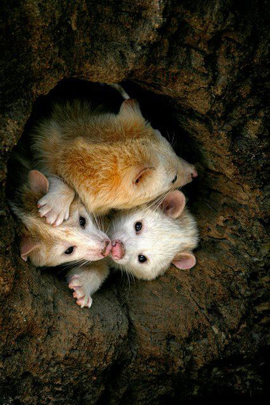 Gruppenkuscheln reload