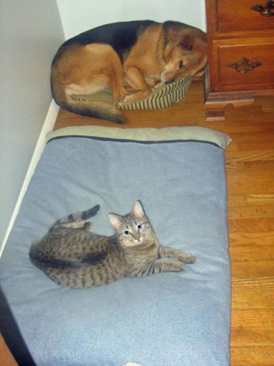 Hahaahah schaut aus als ob er sich das Körbchen gekrallt