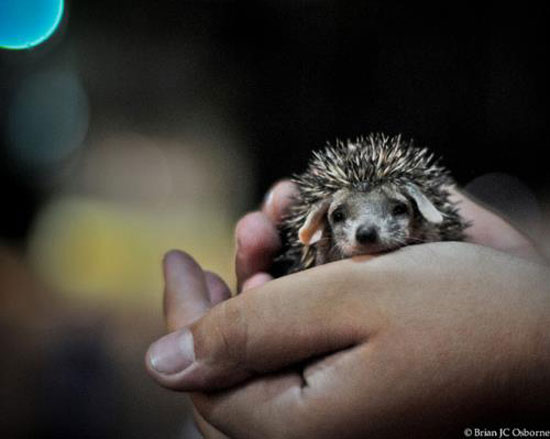 HeyHo ich bins Igel