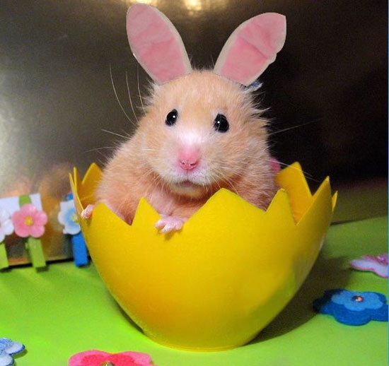 Huhu ich bin die Ostermaus