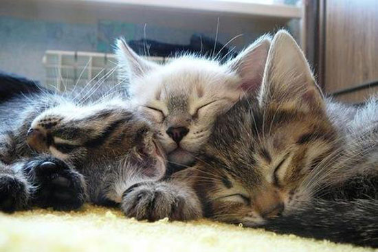 Katzen Kuscheln