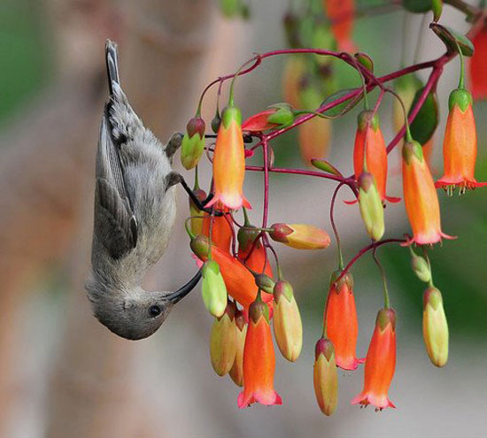 Kopfüberfruehstück