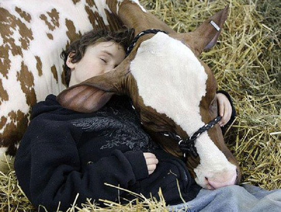 Mit der Kuh kuscheln
