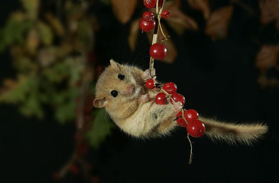 Lecker Beeren