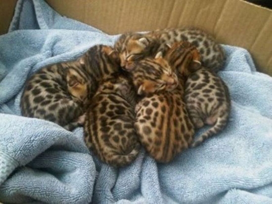 Leopardenkatzen (3 (3 (3