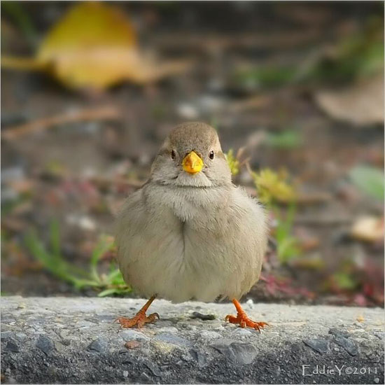 Like a Boss Bird Edition