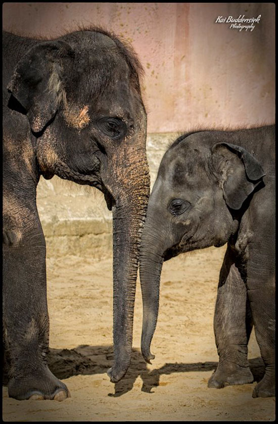MamaFant und KiddyFant
