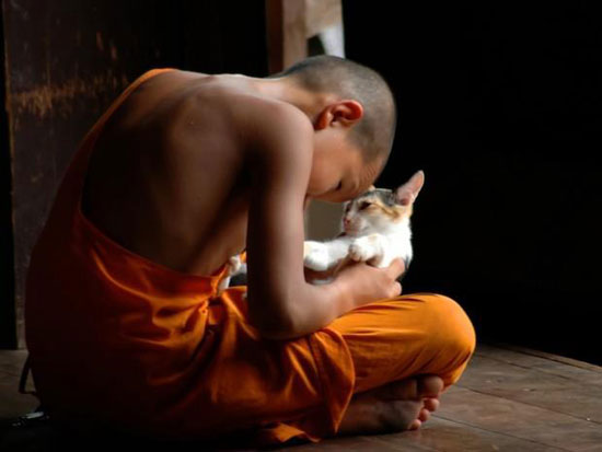 Meditation Cat