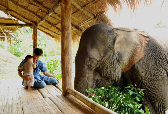 Mein Freund der Elefant