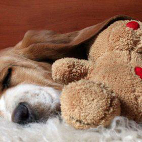 Mein Teddy