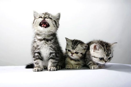 Miaaaaaaaaauuuuuuuuuuuuu