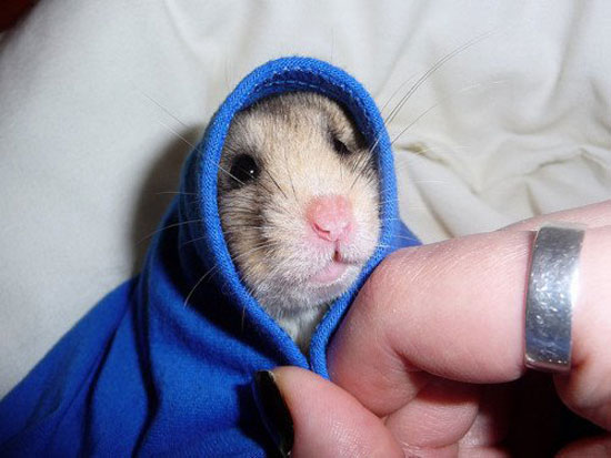 MouseHoody