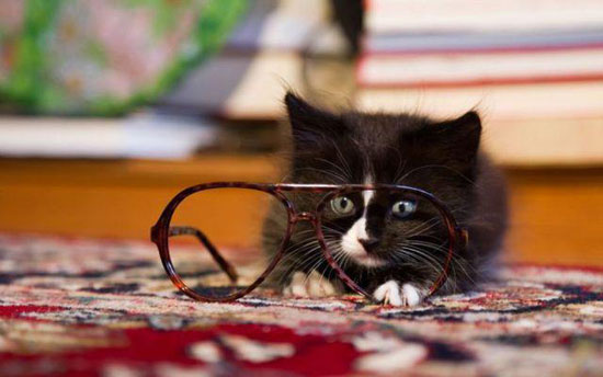 NerdCat