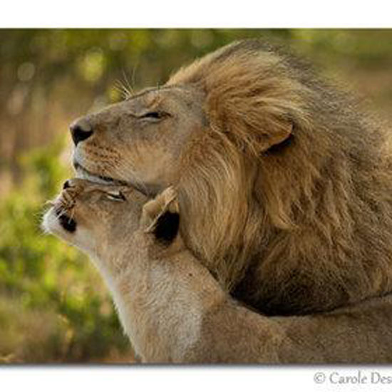 Nevereding Love