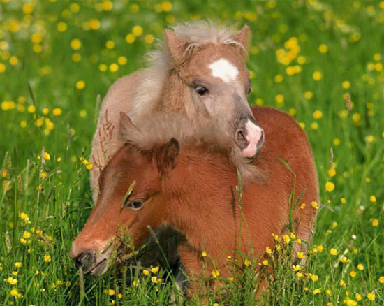 Niemals einsam auf der Steppe