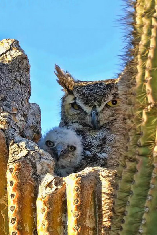 Perfektes Versteck