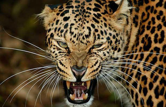 Roooooaaaaaaaararrrr