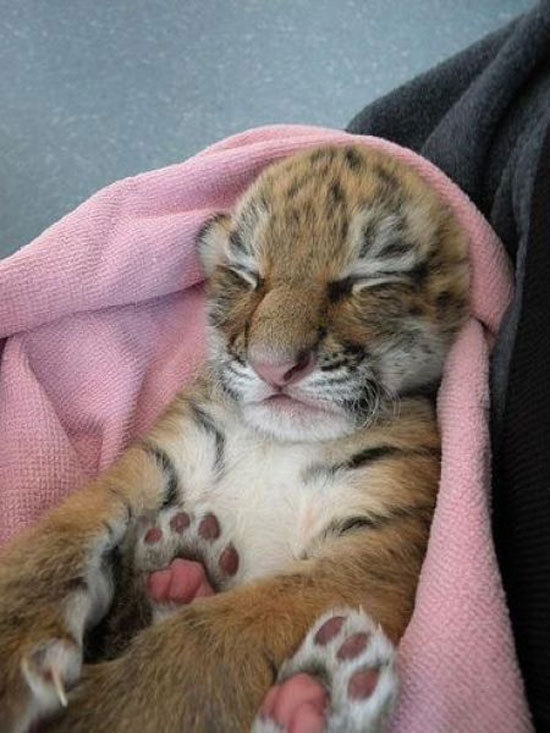 Schaut sehr gemütlich aus