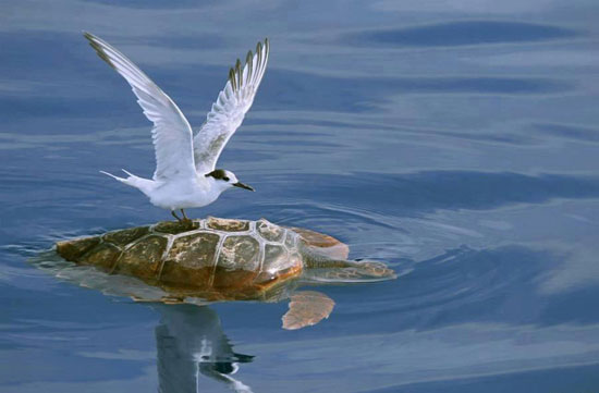 Auf geht es Schildkröte