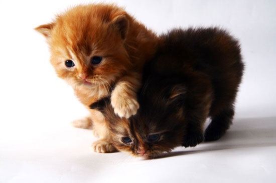 Schön langsam Jungchen