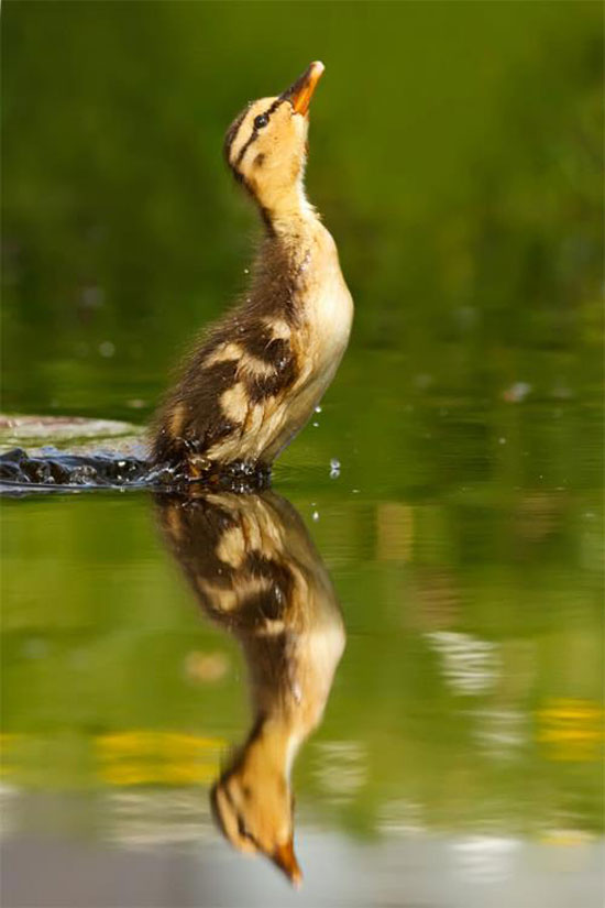SpeedDuck