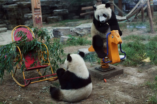 Spielplatz für Pandas