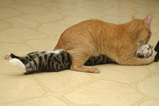 Katzenknuddel