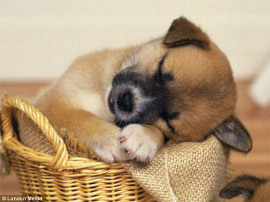Sweet Sleeper
