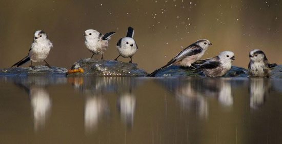 VogelBad