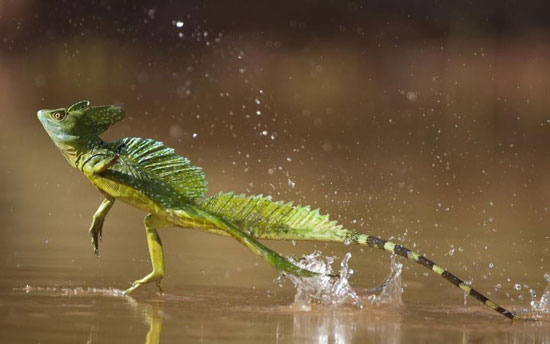 Wasserlaeufer