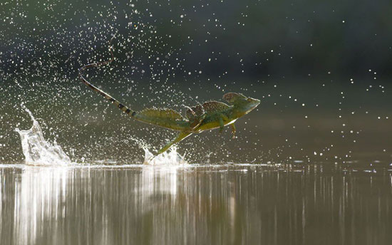Watersprinter