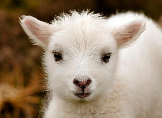 White Cuteness