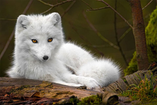 schöner Polarwolf